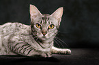 Ocicat