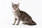 sitzende Ocicat