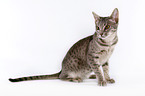 sitzende Ocicat