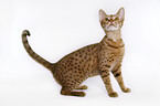 stehende Ocicat