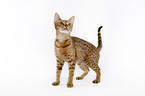 stehende Ocicat