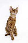 sitzende Ocicat