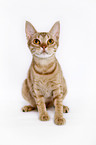 sitzende Ocicat