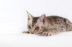 Ocicat