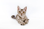 Ocicat