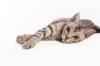 Ocicat