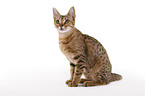 sitzende Ocicat