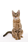 sitzende Ocicat