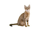 sitzende Ocicat