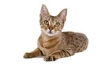 liegende Ocicat