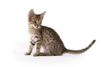 sitzende Ocicat