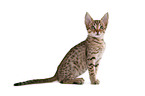 sitzende Ocicat