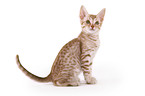 sitzende Ocicat