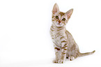 sitzende Ocicat