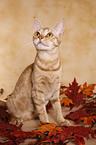 sitzende Ocicat