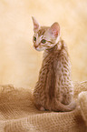 sitzende Ocicat