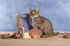 sitzende Ocicat