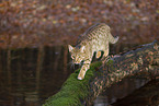 Ocicat im Herbst