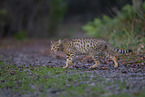 Ocicat im Herbst