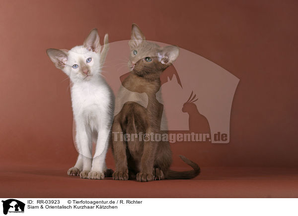 Siam & Orientalisch Kurzhaar Ktzchen / Siam & Oriental Shorthair Kitten / RR-03923