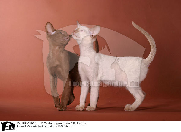 Siam & Orientalisch Kurzhaar Ktzchen / Siam & Oriental Shorthair Kitten / RR-03924