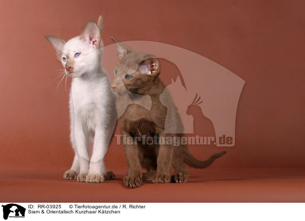 Siam & Orientalisch Kurzhaar Ktzchen / Siam & Oriental Shorthair Kitten / RR-03925