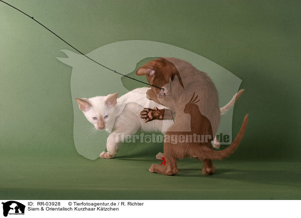 Siam & Orientalisch Kurzhaar Ktzchen / Siam & Oriental Shorthair Kitten / RR-03928