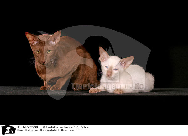 Siam Ktzchen & Orientalisch Kurzhaar / Siam Kitten & Oriental Shorthair / RR-03930