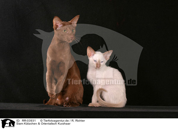 Siam Ktzchen & Orientalisch Kurzhaar / Siam Kitten & Oriental Shorthair / RR-03931
