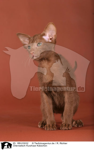 Orientalisch Kurzhaar Ktzchen / Oriental Shorthair Kitten / RR-03932