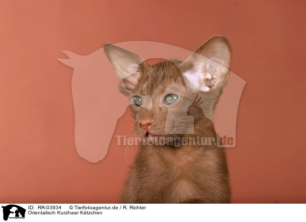 Orientalisch Kurzhaar Ktzchen / Oriental Shorthair Kitten / RR-03934