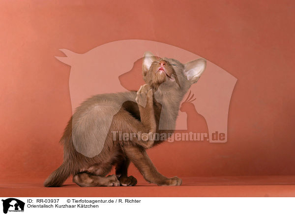 Orientalisch Kurzhaar Ktzchen / Oriental Shorthair Kitten / RR-03937