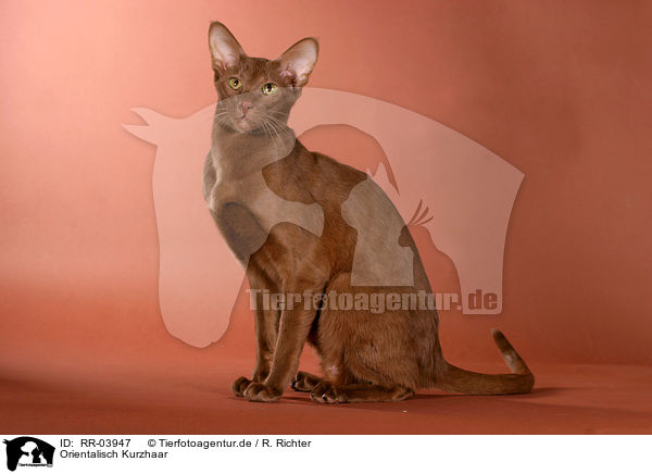 Orientalisch Kurzhaar / Oriental Shorthair cinnamon / RR-03947