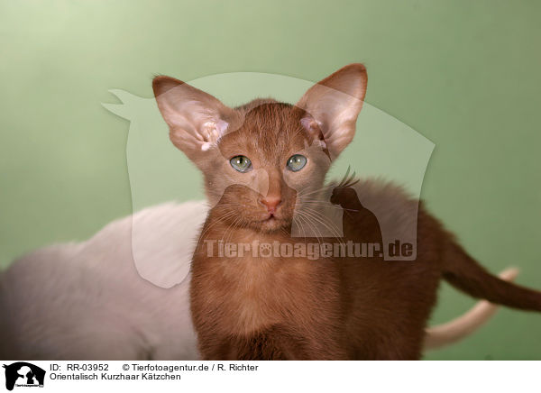 Orientalisch Kurzhaar Ktzchen / Oriental Shorthair Kitten / RR-03952