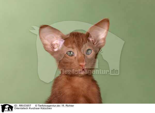 Orientalisch Kurzhaar Ktzchen / Oriental Shorthair Kitten / RR-03957