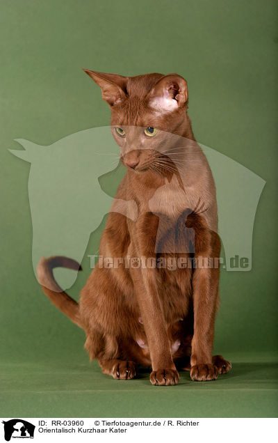 Orientalisch Kurzhaar Kater / Oriental Shorthair Tomcat / RR-03960