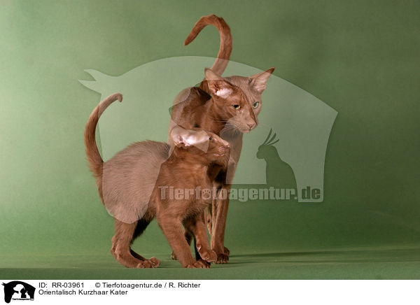 Orientalisch Kurzhaar Kater / Oriental Shorthair Tomcat / RR-03961