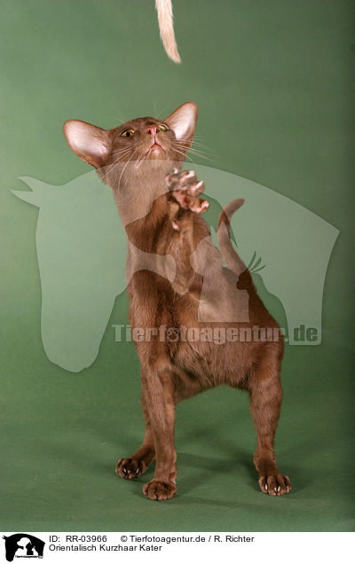 Orientalisch Kurzhaar Kater / Oriental Shorthair Tomcat / RR-03966