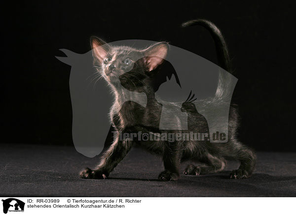 stehendes Orientalisch Kurzhaar Ktzchen / standing oriental shorthair kitten / RR-03989