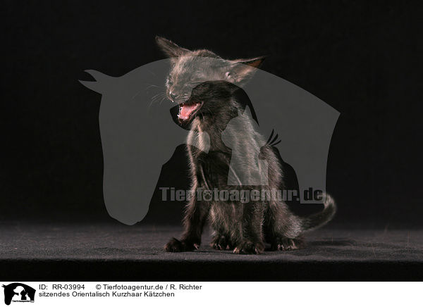 sitzendes Orientalisch Kurzhaar Ktzchen / sitting oriental shorthair kitten / RR-03994