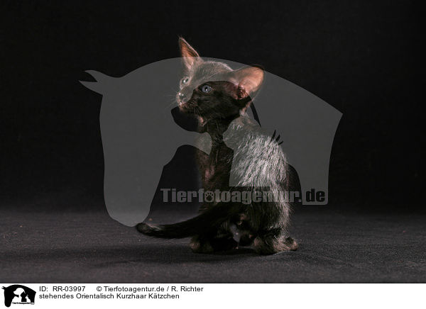 stehendes Orientalisch Kurzhaar Ktzchen / standing Oriental Shorthair Kitten / RR-03997