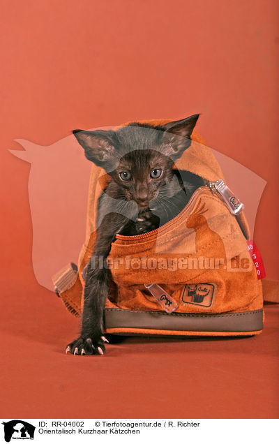 Orientalisch Kurzhaar Ktzchen / black kitten / RR-04002