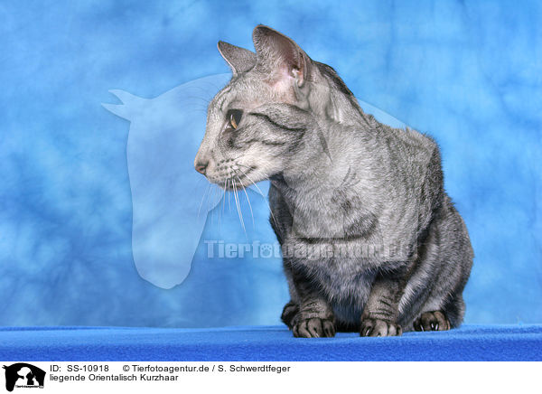 liegende Orientalisch Kurzhaar / lying Oriental Shorthair / SS-10918