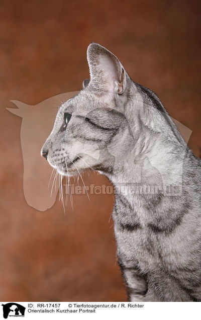 Orientalisch Kurzhaar Portrait / Oriental Shorthair Cat Portrait / RR-17457