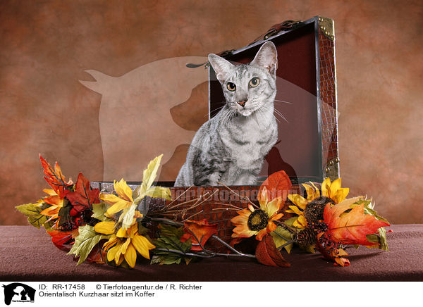 Orientalisch Kurzhaar sitzt im Koffer / Oriental Shorthait Cat in case / RR-17458