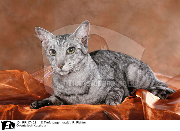 Orientalisch Kurzhaar / Oriental Shorthair Cat / RR-17462