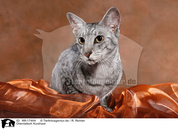 Orientalisch Kurzhaar / Oriental Shorthair Cat / RR-17464