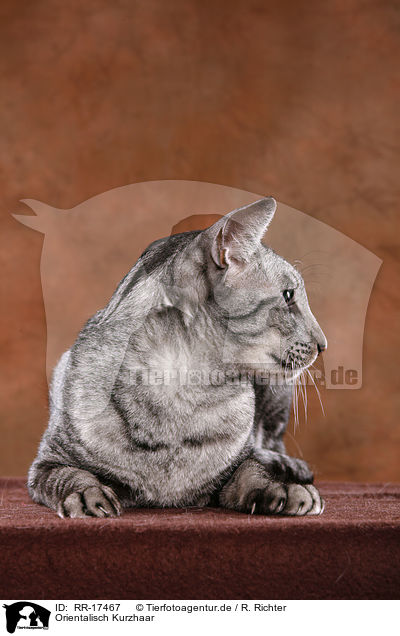 Orientalisch Kurzhaar / Oriental Shorthair Cat / RR-17467