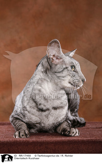 Orientalisch Kurzhaar / Oriental Shorthair Cat / RR-17468