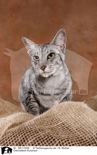 Orientalisch Kurzhaar / Oriental Shorthair Cat / RR-17469